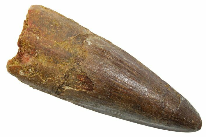 Fossil Spinosaurus Tooth - Real Dinosaur Tooth #349773
